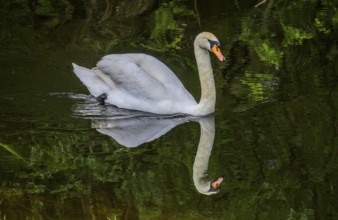 Swan on an oxbow lake of the Sava, Cigoc, Sisak-Moslavina County, Croatia