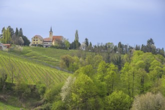 Wine road to Jeruzalem, municipality of Ljutomer, Slovenia