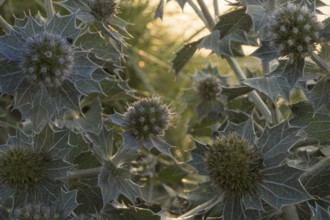 Beach thistle (Eryngium maritimum) with spiny leaves and inflorescences in close-up, in warm