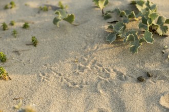 Bird tracks in the sand between thistles (Eryngium maritimum) in the dune area, with clearly