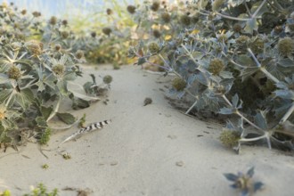 Sea thistle (Eryngium maritimum) in the dunes, photographed in the warm evening light, with a
