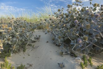 Sea thistle (Eryngium maritimum) in the dunes, in the warm evening light, with a single striped