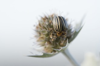 Colorado potato beetle (Leptinotarsa decemlineata), close-up on a flower of the sea thistle