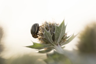 Colorado potato beetle (Leptinotarsa decemlineata), close-up on a flower of the sea thistle