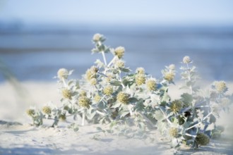 Beach thistle (Eryngium maritimum) in the sand, in the background beach, sea and horizon, Schillig,