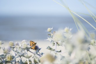 Small tortoiseshell (Aglais urticae) butterfly, on a sea thistle (Eryngium maritimum), in the