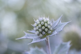 Sea thistle (Eryngium maritimum), close-up of a not yet fully opened flower, Schillig, Lower