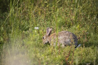 Wild rabbit (Oryctolagus cuniculus), in green grass, feeding, Schillig, Lower Saxony, Germany