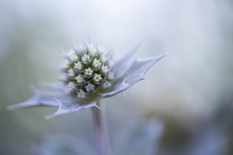 Sea thistle (Eryngium maritimum), close-up of a not yet fully opened flower, Schillig, Lower