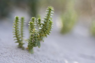Beach pennywort (Atriplex littoralis), close-up of typical dune vegetation in the sand, green,