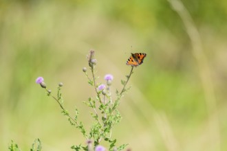 Small tortoiseshell (Aglais urticae) butterfly, on flowering thistle against a soft green
