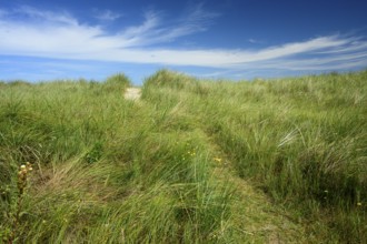 Tall marram grass (Ammophila arenaria) under a blue sky with light clouds, Schillig, Lower Saxony,