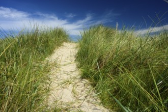 Sandy path with tall marram grass (Ammophila arenaria) under a blue sky with light clouds,