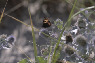 Small tortoiseshell (Aglais urticae) on sea thistle (Eryngium maritimum) between green grasses in