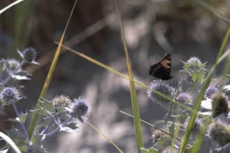 Small tortoiseshell (Aglais urticae) on sea thistle (Eryngium maritimum) between green grasses in