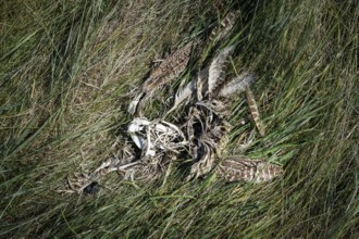 Decomposition remains of a bird (Aves) with bones, feathers and skull, next to remains of a mammal