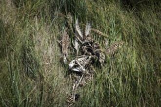 Decomposition remains of a bird (Aves) with bones, feathers and skull, next to remains of a mammal