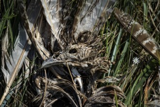 Dead bird (Aves), dried out carcass with skull and remains of feathers lying between dry grass and