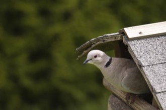 Eurasian collared dove (Streptopelia decaocto), sitting on the side of an old wooden birdhouse