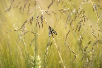Common scorpionfly (Panorpa communis), close-up sitting between grasses, green background, in the
