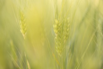 Cereal ears (Poaceae), pastel green, close-up in soft evening light with blurred background,