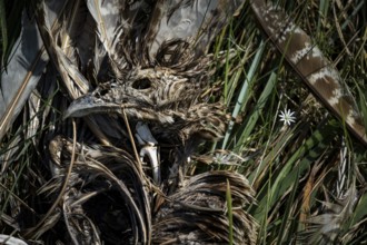 Dead bird (Aves), dried out carcass with skull and remains of feathers lying between dry grass and
