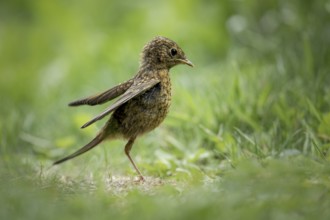 Young robin (Erithacus rubecula), standing in the grass with slightly spread wings, looking