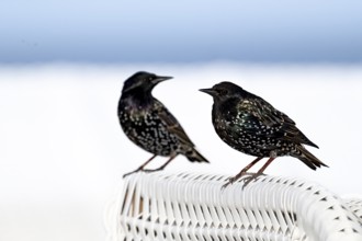 Starling (Sturnus vulgaris), two birds in splendid plumage on the roof of a wicker beach chair,