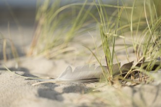 Marram grass (Ammophila arenaria) with a single feather in the sand, close-up in the dunes with the