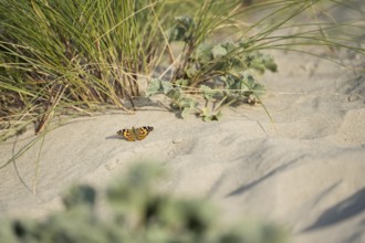 Thistle butterfly (Vanessa cardui), on sand in front of marram grass (Ammophila arenaria) and sea