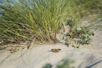 Thistle butterfly (Vanessa cardui), on sand in front of marram grass (Ammophila arenaria) and sea