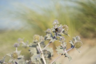 Stone bumblebee (Bombus lapidarius), close-up on the flowers of the sea thistle (Eryngium