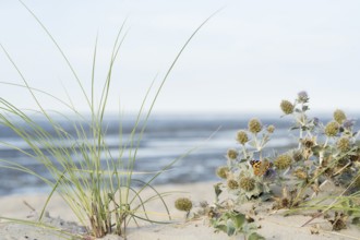 Dune vegetation with marram grass (Ammophila arenaria) and sea thistle (Eryngium maritimum), with