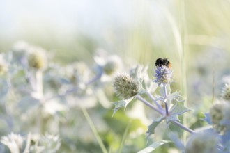 Stone bumblebee (Bombus lapidarius), close-up on a flower of the sea thistle (Eryngium maritimum)
