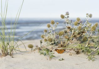 Thistle butterfly (Vanessa cardui) in front of a sea thistle (Eryngium maritimum) on a sandy beach,