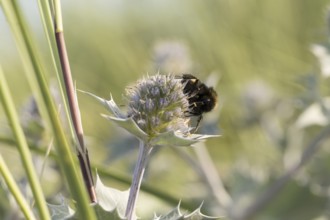 Earth bumblebee (Bombus terrestris) on a flower of the sea thistle (Eryngium maritimum), on the