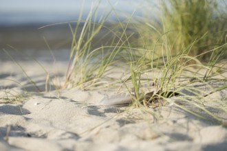 Marram grass (Ammophila arenaria) with a single feather in the sand, close-up in the dunes with the