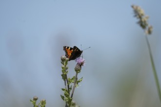Small tortoiseshell (Aglais urticae) butterfly, on flowering pink thistle against blue sky,