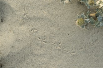 Bird tracks in the sand next to a few flowers of the sea thistle (Eryngium maritimum) in the dune