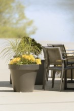Large flower pot with yellow flowers and ornamental grass next to modern garden chairs on asphalt,
