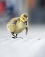 Canada goose chicks (Branta canadensis), close-up while walking along a concrete path with blurred