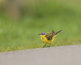 Yellow wagtail (Motacilla flava), standing on a road with a bright green background, Hüde, Lower