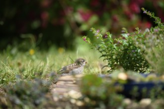 House sparrow chicks (Passer domesticus), in the garden at a bird bath between grass and flowering