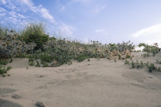 Sea thistle (Eryngium maritimum) in the dunes, wide-angle photograph with extensive stands of