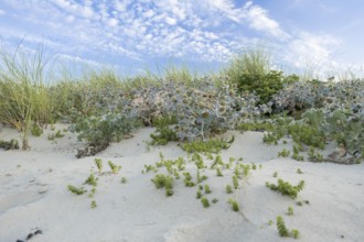 Sea thistle (Eryngium maritimum) in the dunes, wide-angle photograph with extensive stands of