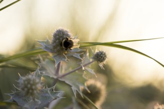 Bumblebee (Bombus spec.) on a sea thistle (Eryngium maritimum) in backlight, dune landscape in the