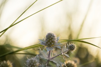 Beach thistle (Eryngium maritimum) with spiny leaves and inflorescences in close-up, in warm