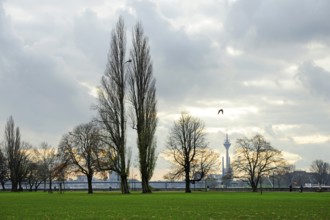 Autumn, trees in the Rhine Park, Pempelfort district, Düsseldorf, Rhineland, North