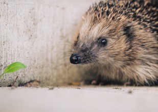 European brown-breasted hedgehog (Erinaceus europaeus), close-up on concrete background in front of