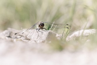 Dragonfly (Odonata), sitting frontally on a stone with spread wings, close-up, Rhauderfehn, Lower